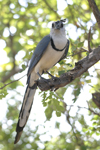 White-throated Magpie-Jay    